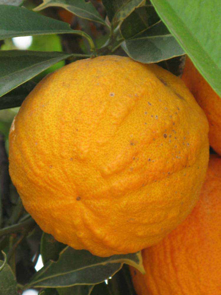            Fruit (Riverside, CA)   